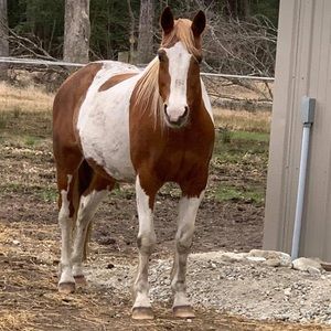 Meet your Posher, Robert